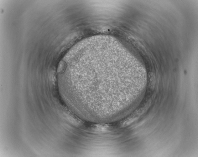 X0000088180612200706051143