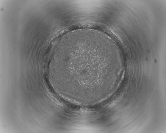 X0000088180641200706051142