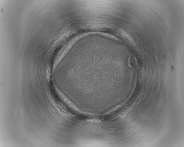 X0000088180644200706051143