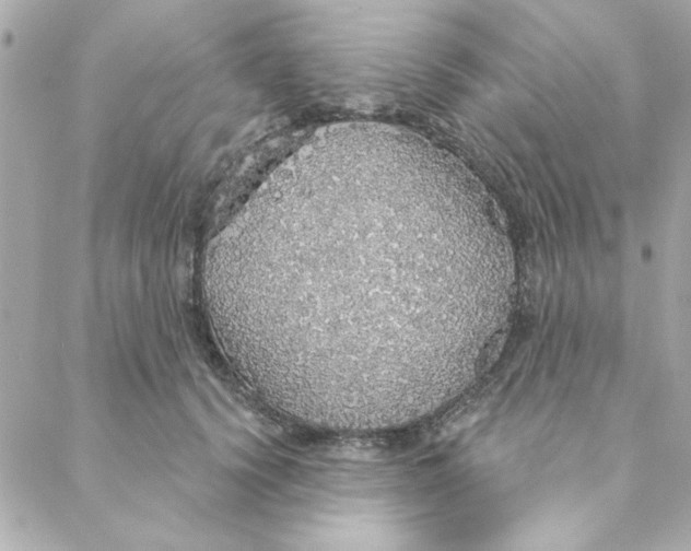 X0000088180656200706051143