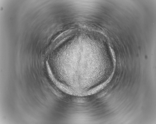 X0000088180664200706051143