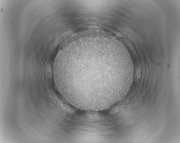 X0000088180666200706051143