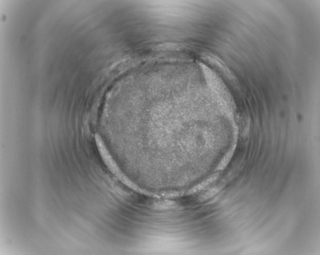 X0000088180669200706051143