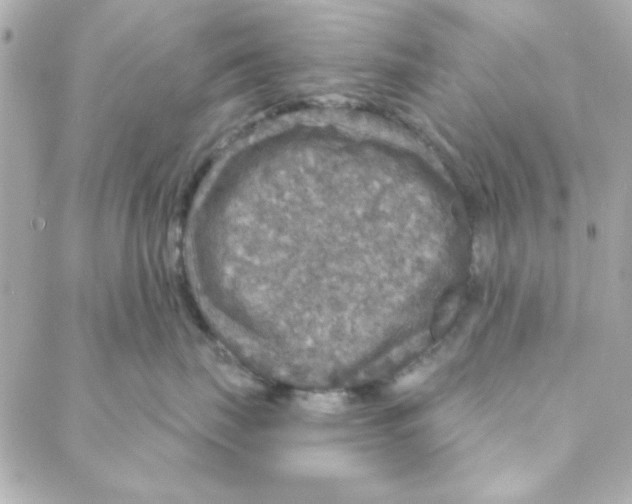 X0000088180671200706051143