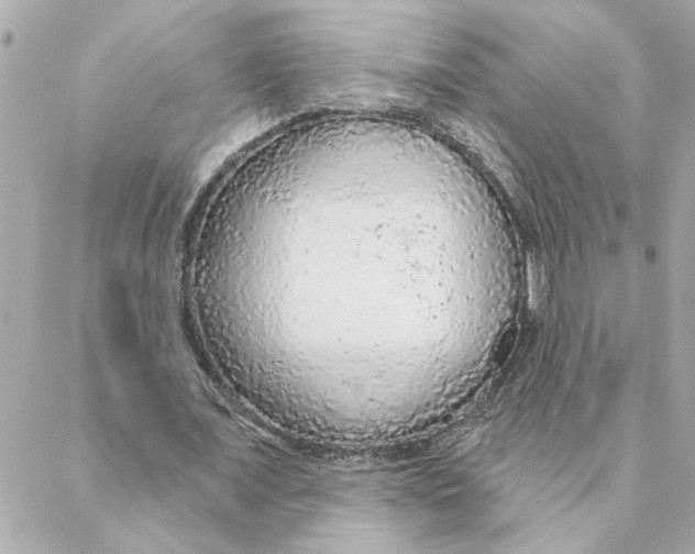 X0000088180675200706051142