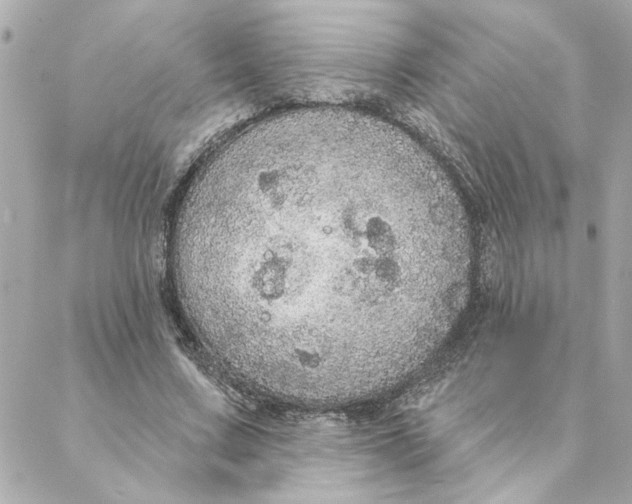 X0000088180683200706051142