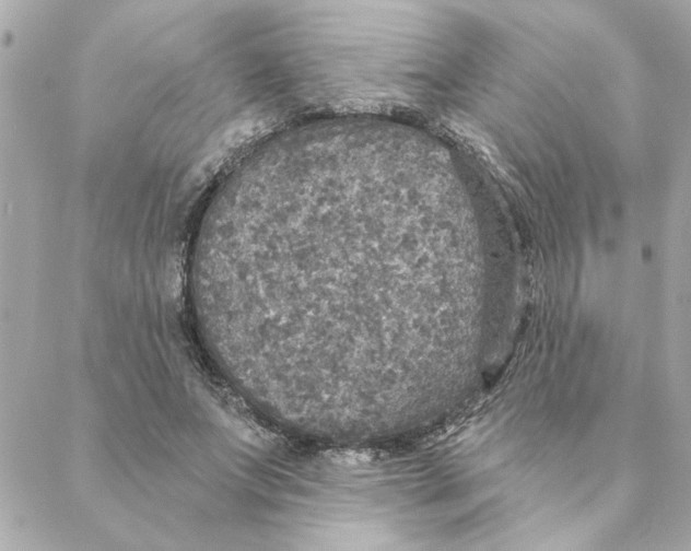 X0000088180687200706051142