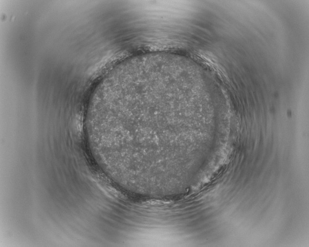 X0000088180691200706051142