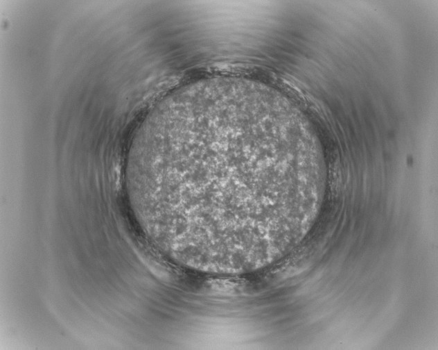 X0000088180703200706051142