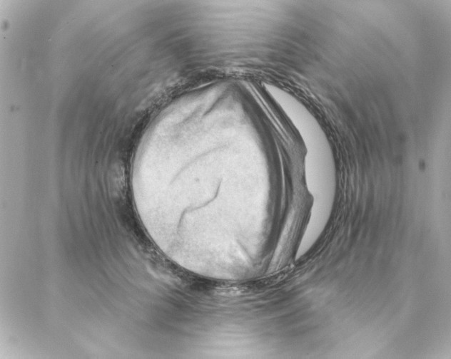 X0000088180704200706051142