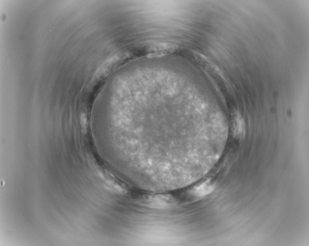 X0000088180716200706051141