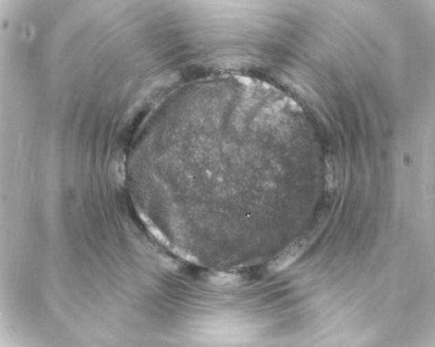 X0000088180718200706051141