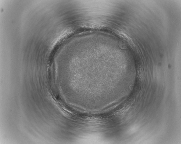 X0000088180735200706051141