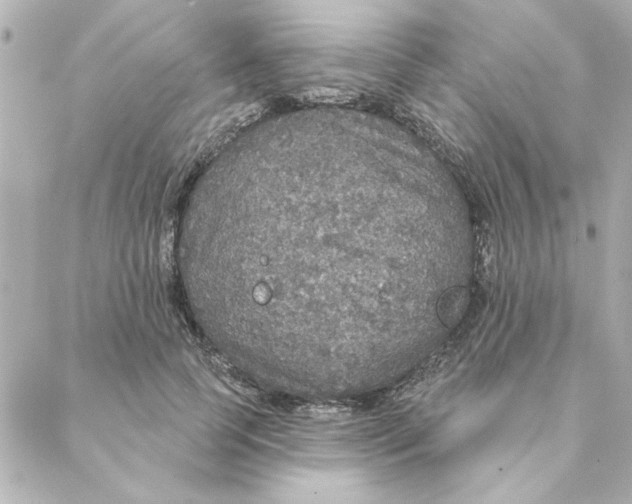 X0000088180745200706051141