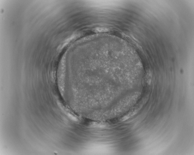 X0000088180763200706051141