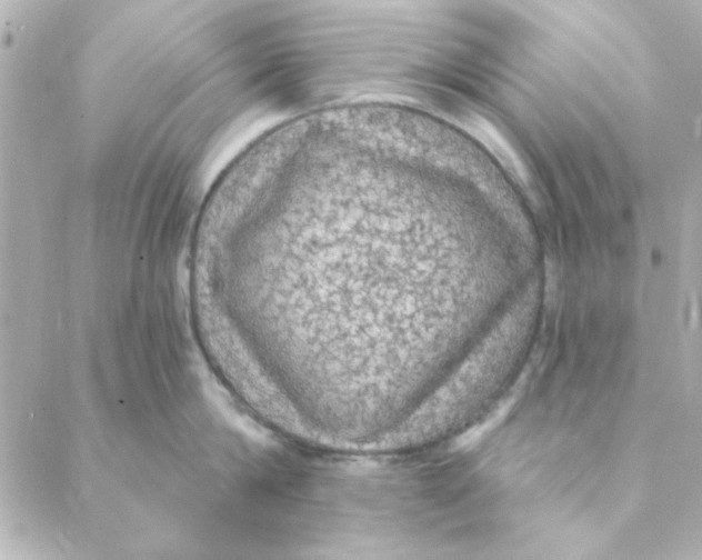 X0000088180814200706051140