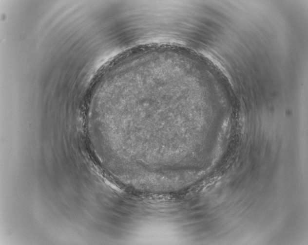 X0000088180823200706051139