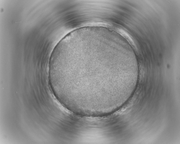 X0000088180852200706051140