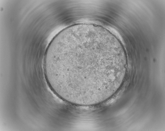 X0000088180855200706051140