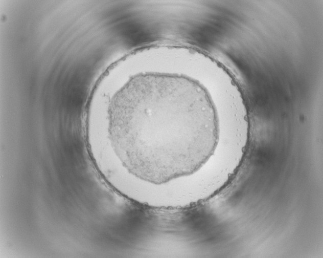 X0000088180856200706051140