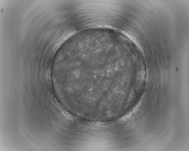 X0000088180881200706051139