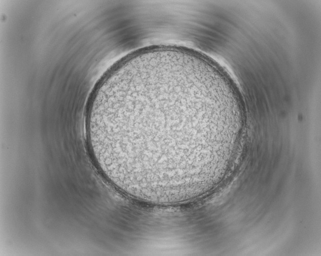 X0000088180887200706051139