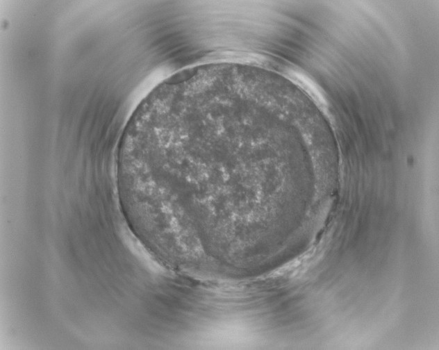 X0000088180907200706051138