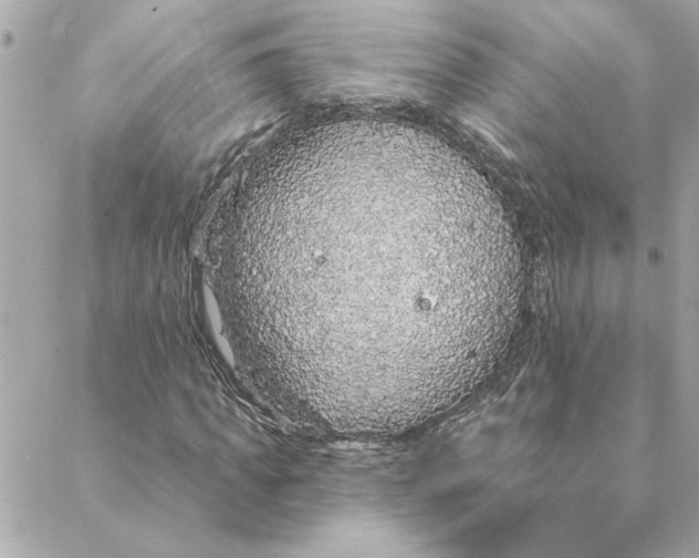 X0000088180917200706051138