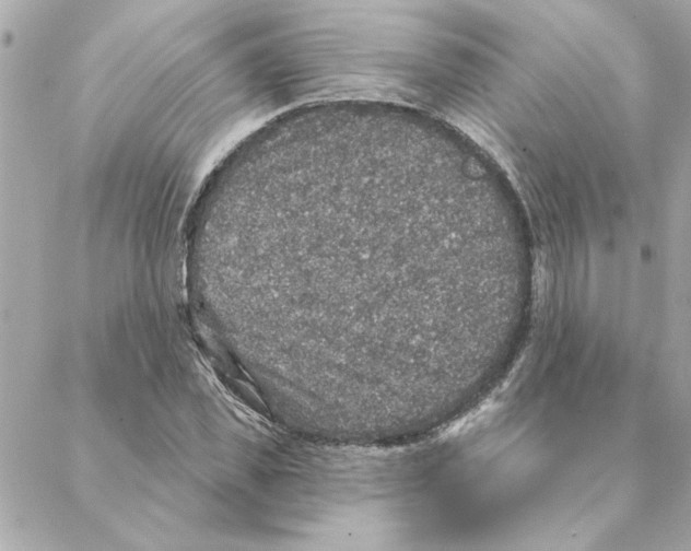 X0000088180925200706051138