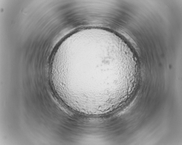 X0000088180933200706051138