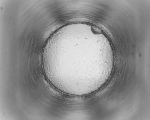 X0000088180937200706051138