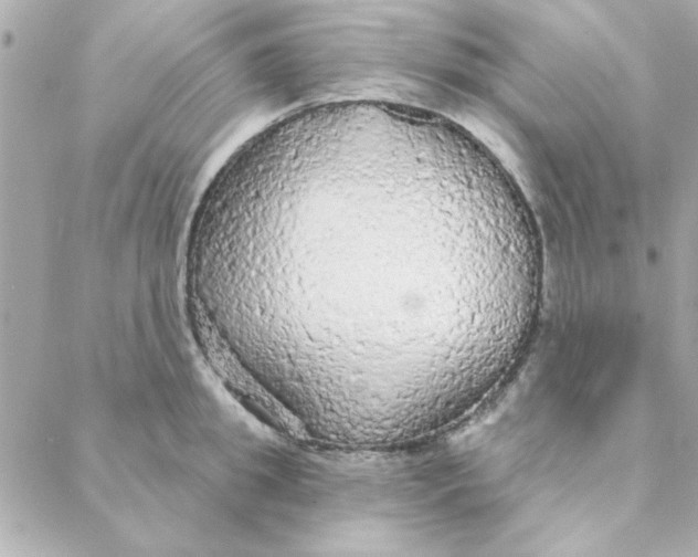 X0000088180949200706051138