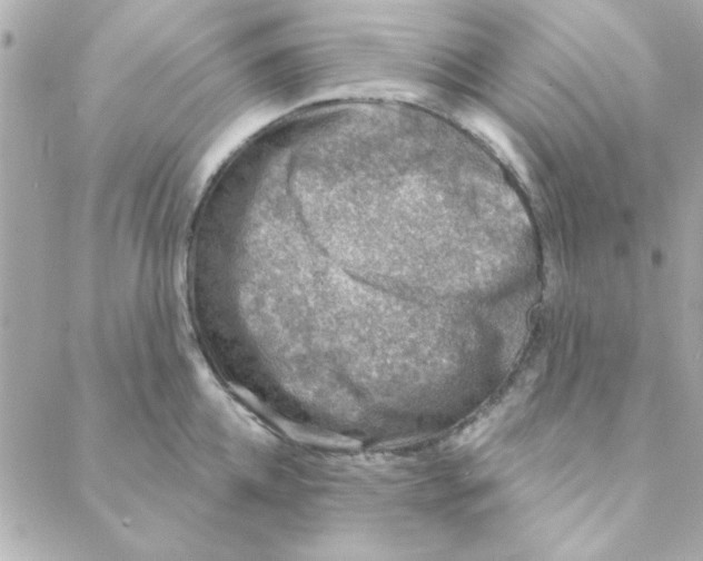 X0000088180952200706051138