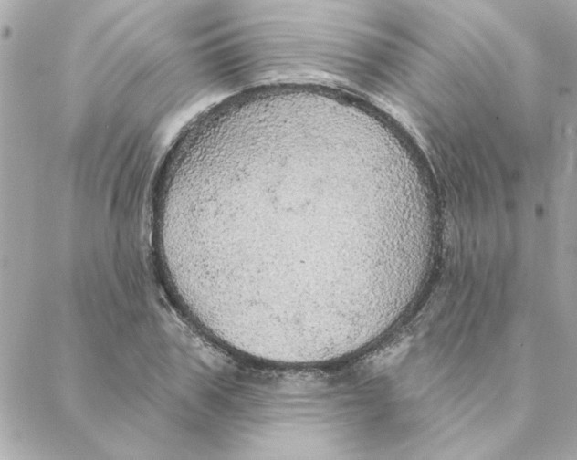 X0000088180979200706051137