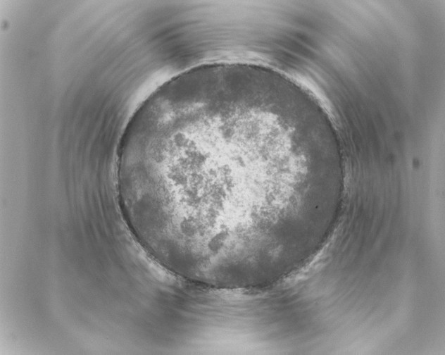 X0000088180990200706051137