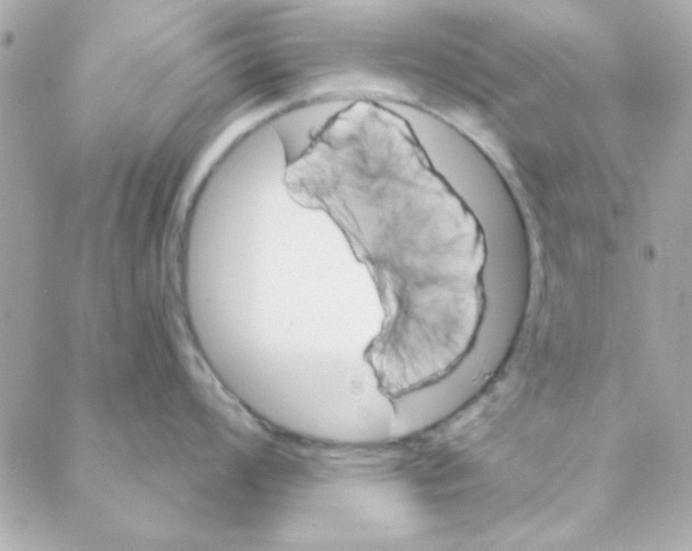 X0000088181008200706051137