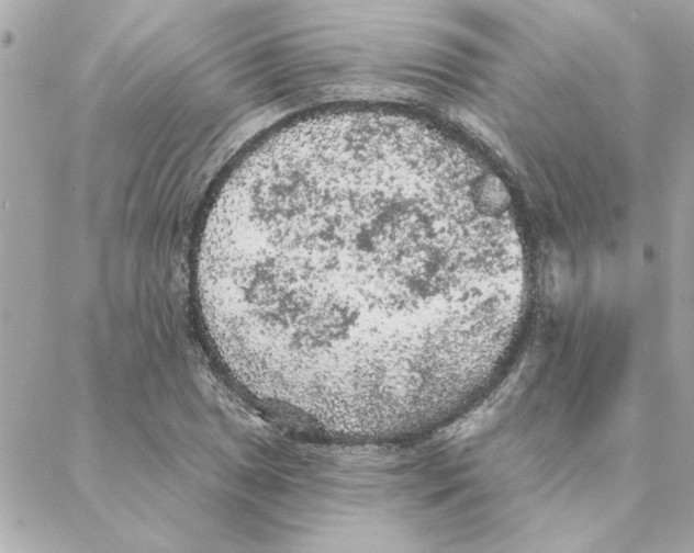 X0000088181025200706051136