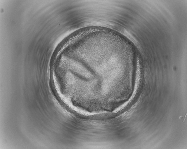 X0000088181028200706051136