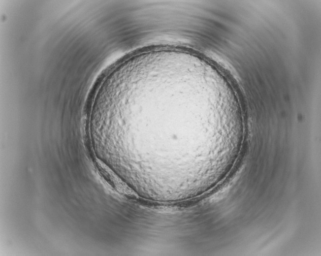 X0000088181029200706051136