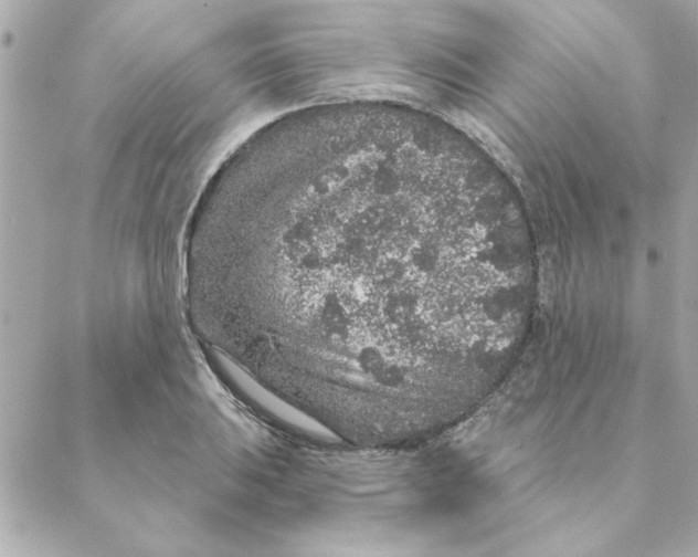 X0000088181031200706051136