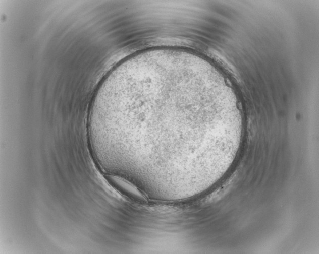 X0000088181033200706051136