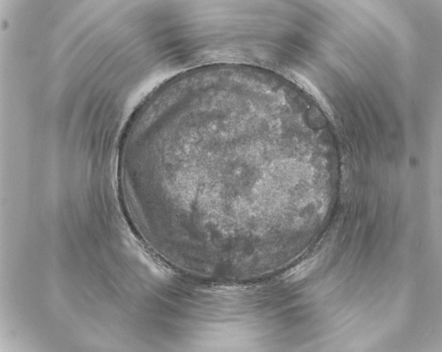 X0000088181035200706051136