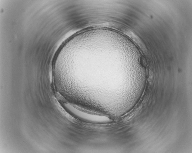 X0000088181036200706051136