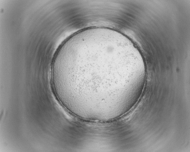 X0000088181040200706051136