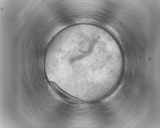 X0000088181041200706051136