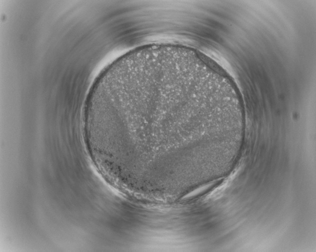 X0000088181045200706051137