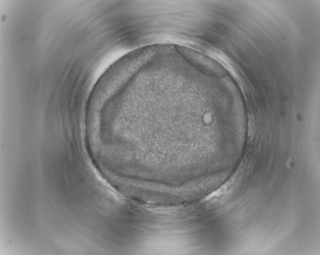 X0000088181048200706051137