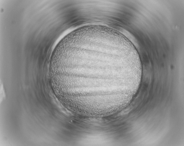 X0000088181052200706051137