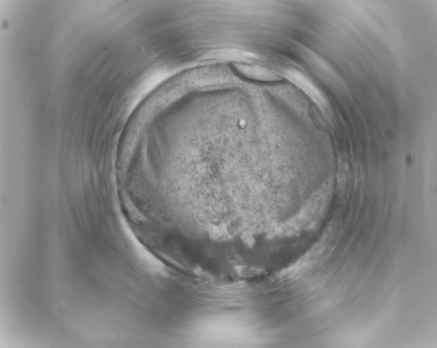 X0000088181055200706051137