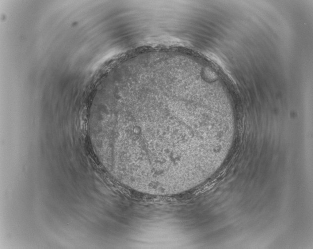 X0000088181063200706051136